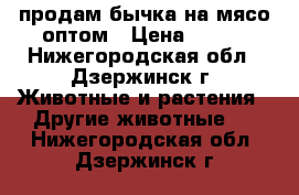 продам бычка на мясо оптом › Цена ­ 280 - Нижегородская обл., Дзержинск г. Животные и растения » Другие животные   . Нижегородская обл.,Дзержинск г.